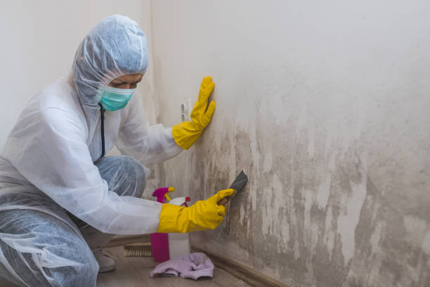 Why You Should Choose Our Mold Remediation Services in Hawthorne, CA